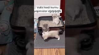 Valizi kedi kumu yapmışlar 😻😂 catlovers kedi köpek kedikumu 🎥mail [upl. by Sudoeht]