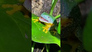 IS THIS THE MOST BEAUTIFUL FROG IN THE WORLD Fringed Leaf Frog Feeding shorts [upl. by Mellicent9]