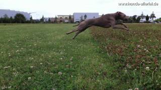 Maya Jagd Weimaraner jagt Frisbee  Flotter Hund [upl. by Otit]