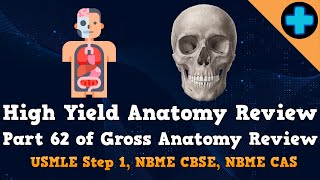 High Yield Anatomy Review Part 62 USMLE Step 1 NBME CBSE and NBME CAS [upl. by Vatsug]