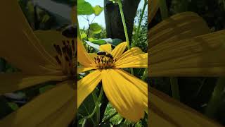 A bee pollinates a Jerusalem artichoke flower [upl. by Ume756]