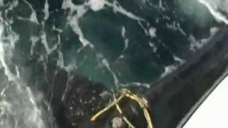 RESCATE DE BALLENA ENREDADA EN BOYA Luis Pettite Videografo [upl. by Aileme]