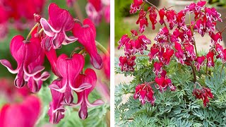 How to Plant Dicentra SpringSummer Guide [upl. by Neille]