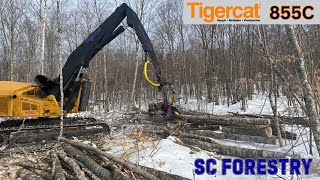 Tigercat 855C Harvester With LogMax 7000 in Hardwood [upl. by Dincolo]