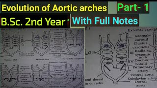 Aortic Arches In Vertibrate Animals [upl. by Akemat]