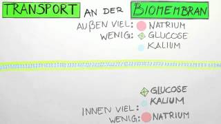 Transport an der Biomembran  Biologie  Cytologie [upl. by Drislane]