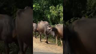 telugu villagelife naturelovers villagelifestyletrendingshorts happiness [upl. by Aushoj11]