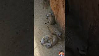 Playful Meerkat animal family [upl. by Sheya]