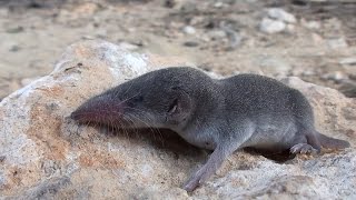 Musaraña gris Crocidura russula Greater Whitetoothed Shrew [upl. by Ramo287]