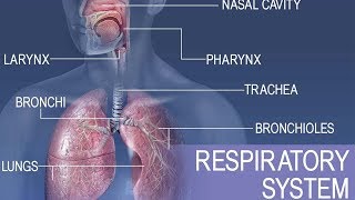 Anatomy and physiology of Respiratory system [upl. by Yolane]