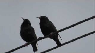 Two starlings sing a short song zwei Stare singen ein kurzes Lied [upl. by Namso]