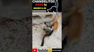 🐈CHANDELITOS CATSGATINHOS FOFOS peraltas BRINCANDODUBLAGEM SHORTS [upl. by Ruelle]