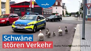 Polizeieinsätze wegen Schwanenfamilie in Sachsen  MDR um 2  MDR [upl. by Daniel49]