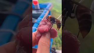 How to Destroy a Deadly Hornet Hive The Answer Will Shock You 😱 shorts Hornet [upl. by Yeldar]