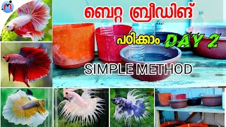 Betta breeding malayalam  DAY 2 [upl. by Dinsdale]