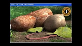 CBSE Class 11 Biology  Anatomy of an Earthworm  By Shiksha House [upl. by Yesrej]