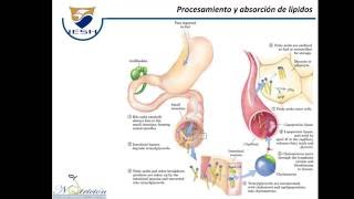 Lípidos Digestión absorción y transporte [upl. by Jephthah991]