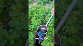 Make you own fertilizer at home garden farming viralvideo smallbales fertilizerprices fyp [upl. by Llerrahs136]