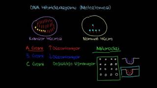 Hibridizasyon Mikrodizi Biyoloji  Biyomoleküller [upl. by Attesoj634]