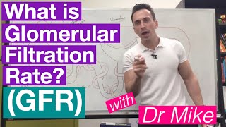 Glomerular Filtration Rate GFR  Renal System [upl. by Jenkel]