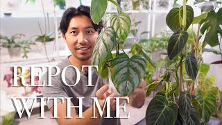 Repot With Me  Philodendron Melanochrysum Brandtianum amp Verrucosum  5 Week Cuttings [upl. by Baum]