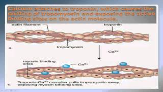 Sliding Filament Theory Part 2 NSCA Certification [upl. by Laurice772]