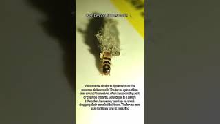 Moth 🐛 insects macrovideography macrolens macro [upl. by Mcgray]