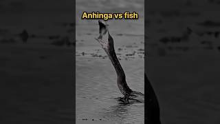 Anhinga vs fish trending shorts viral shortvideo [upl. by Ikir]