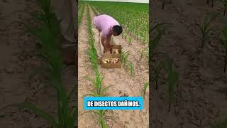 Los agricultores en Tailandia no usan pesticidas en sus campos [upl. by Trilley]