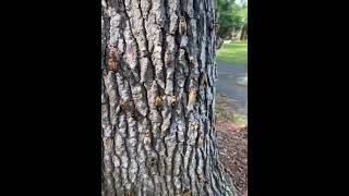 Cicadas everywhere in Childersburg Alabama [upl. by Fleeta]