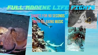 Full Marine life Fights  Scuba diving in 90seconds [upl. by Halbert41]