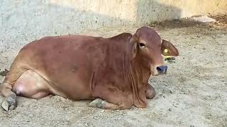 Sahiwal Cow 1st lactation [upl. by Papageno818]