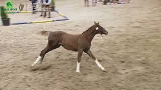 HSI Foal Championship Final 2023 Horse Eventing Centrefire ISH Champion [upl. by Drahsir]