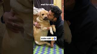 Tum ruthi rho 😂  labra rubi  youtubeshorts shorts labrador doglover funny cute viralsong [upl. by Skylar544]