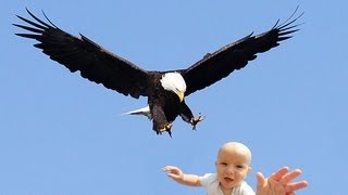 EAGLE SNATCHES KID  Eagle Picks Up Baby Fake [upl. by Aiek]