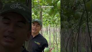 Control de Antracnosis maracuja maracuyá aguacate citricos [upl. by Caruso]