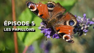 🦋 Websérie La vie secrète des jardins  les papillons [upl. by Esmerelda]