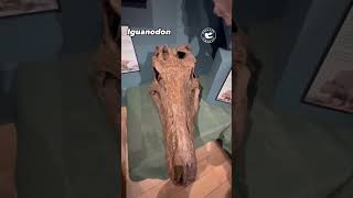 Iguanodon Second Dinosaur Ever Named on Display [upl. by Ed]