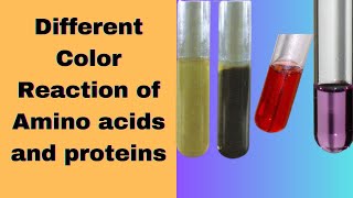 Different color reactions of Amino acid and proteins  Biuret test biochemistry practical exam [upl. by Zara352]