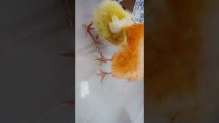 Cleaning time🐥shortfeed shorts viralvideo [upl. by Ahserkal856]