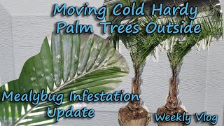 Mealybug Infestation  Moving Hardy Palm Trees Outside  Lowes Spring Plants [upl. by Macdermot539]