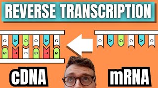 cDNA Synthesis By Reverse Transcription [upl. by Garling932]