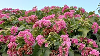 growing dombeya seminole mountain hydrangea gardendesign plants flowers garden [upl. by Pember]