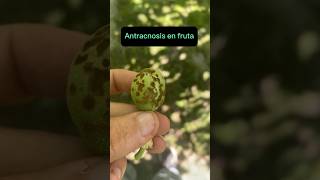 Control de Antracnosis en el cultivo de maracuyá parchita o Passion Fruit maracuya parchita [upl. by Ware]