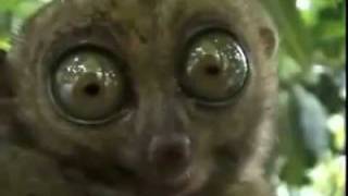 THX slow loris with big eyes [upl. by Chico]