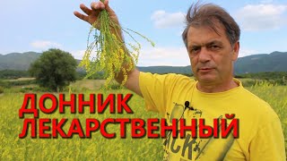 Донник лекарственныйmelilotus officinalis [upl. by Ynattir]