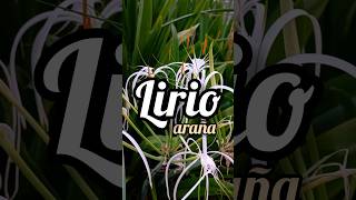 LIRIO ARAÑA Hymenocallis littoralis [upl. by Dnaleel]