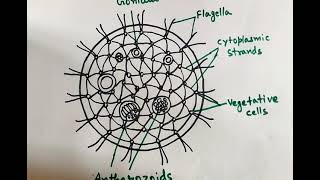 Volvox Diagram How to draw Volvox Diagram easily  Volvox Coenobium [upl. by Lyj]