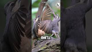 Victorias Riflebird Bird Mating Dance Is So Mesmerizing [upl. by Adnema]