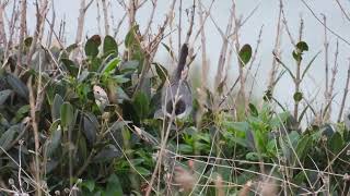 Sardinian Warbler Occhiocotto Sylvia melanocephala [upl. by Mya129]